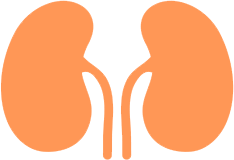 Kidney icon